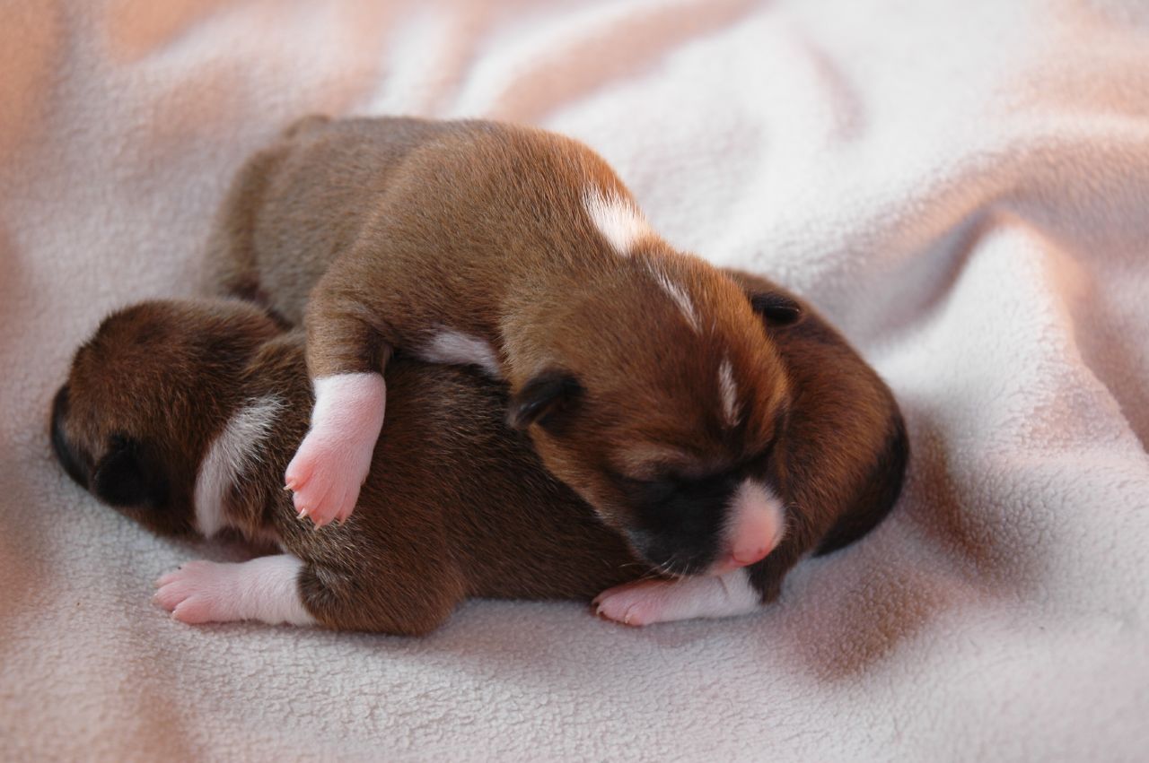 You need support. Just like this sleeping puppy